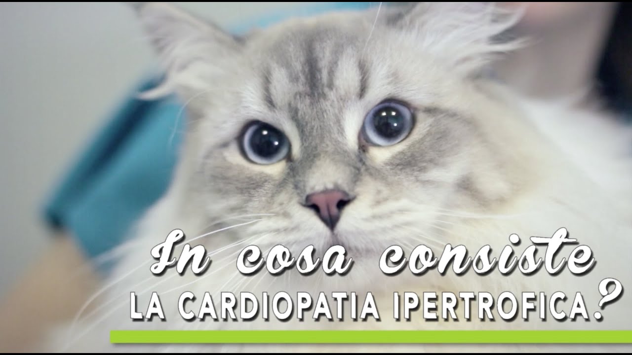 TUTORIAL BAU BOYS - In cosa consiste la cardiopatia ipertrofica?