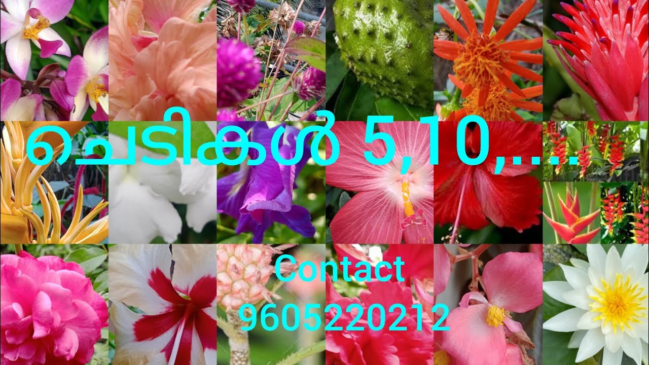 ചെടികൾ 5, 10..₹ മുതൽ.. 🥰| 9605220212 🥰| low cost plants|