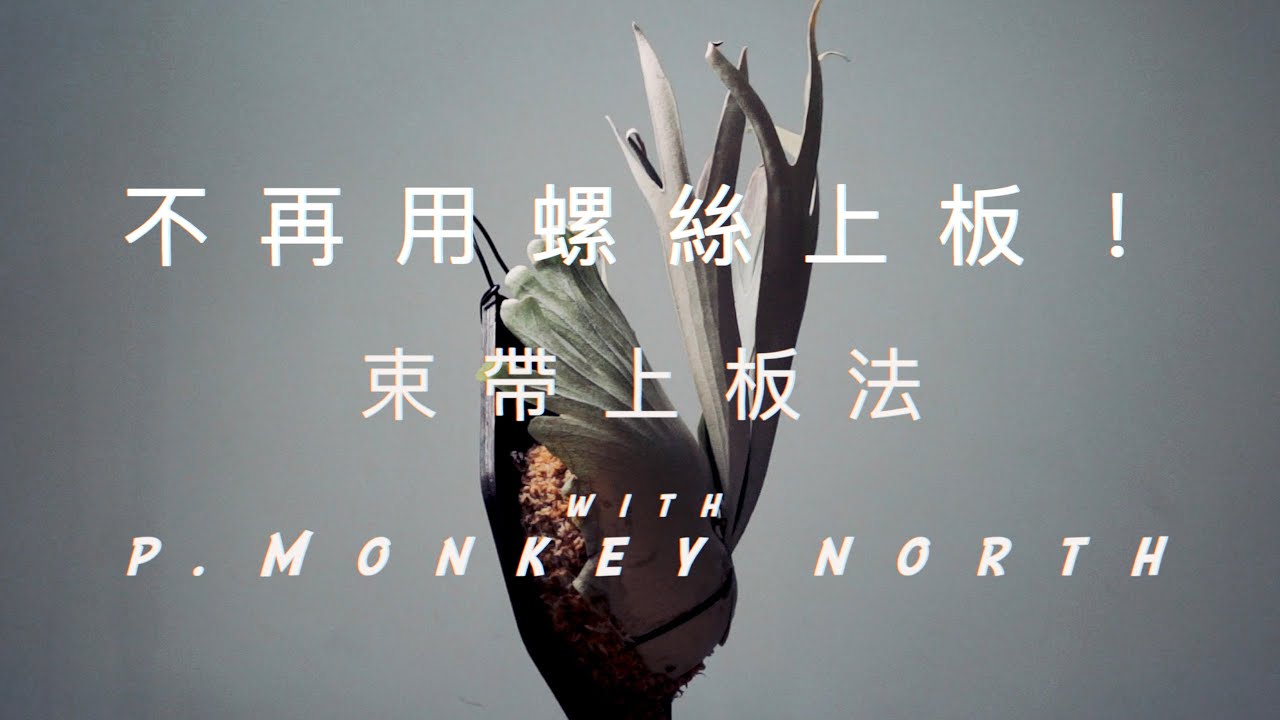 鹿角蕨上板-束帶法｜不再用螺絲替鹿角蕨上板！｜數盡螺絲上板的缺點｜束帶上板法的優點