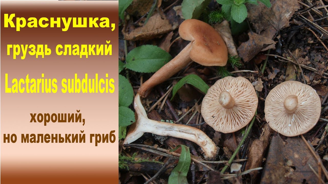 Груздь сладкий, Краснушка - Lactarius subdulcis.