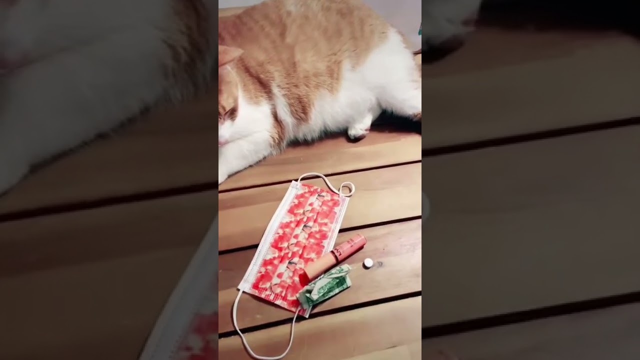 Cat Thief Called Out || ViralHog