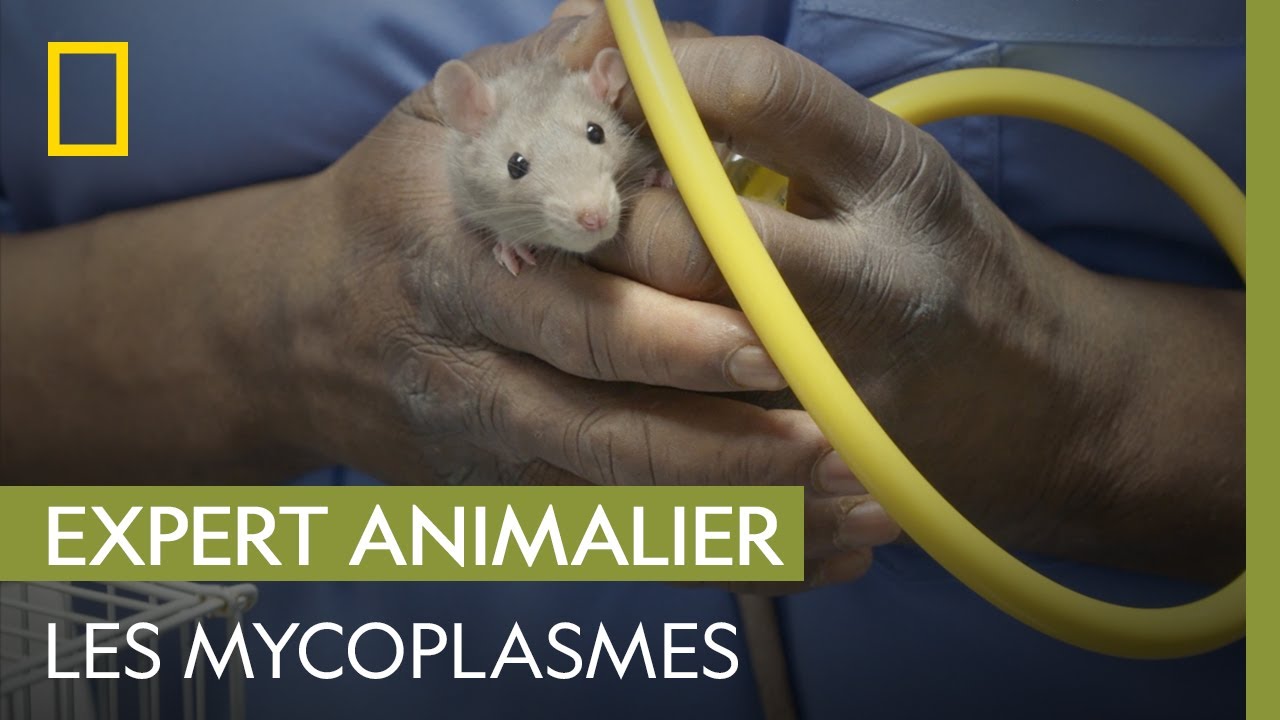 Ce rat a la respiration sifflante | CRITTER FIXERS : VÉTOS DE CHOC