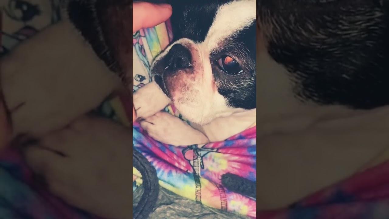 Just a gentle boop and a head scratch. Spoiled pupper living her best life.