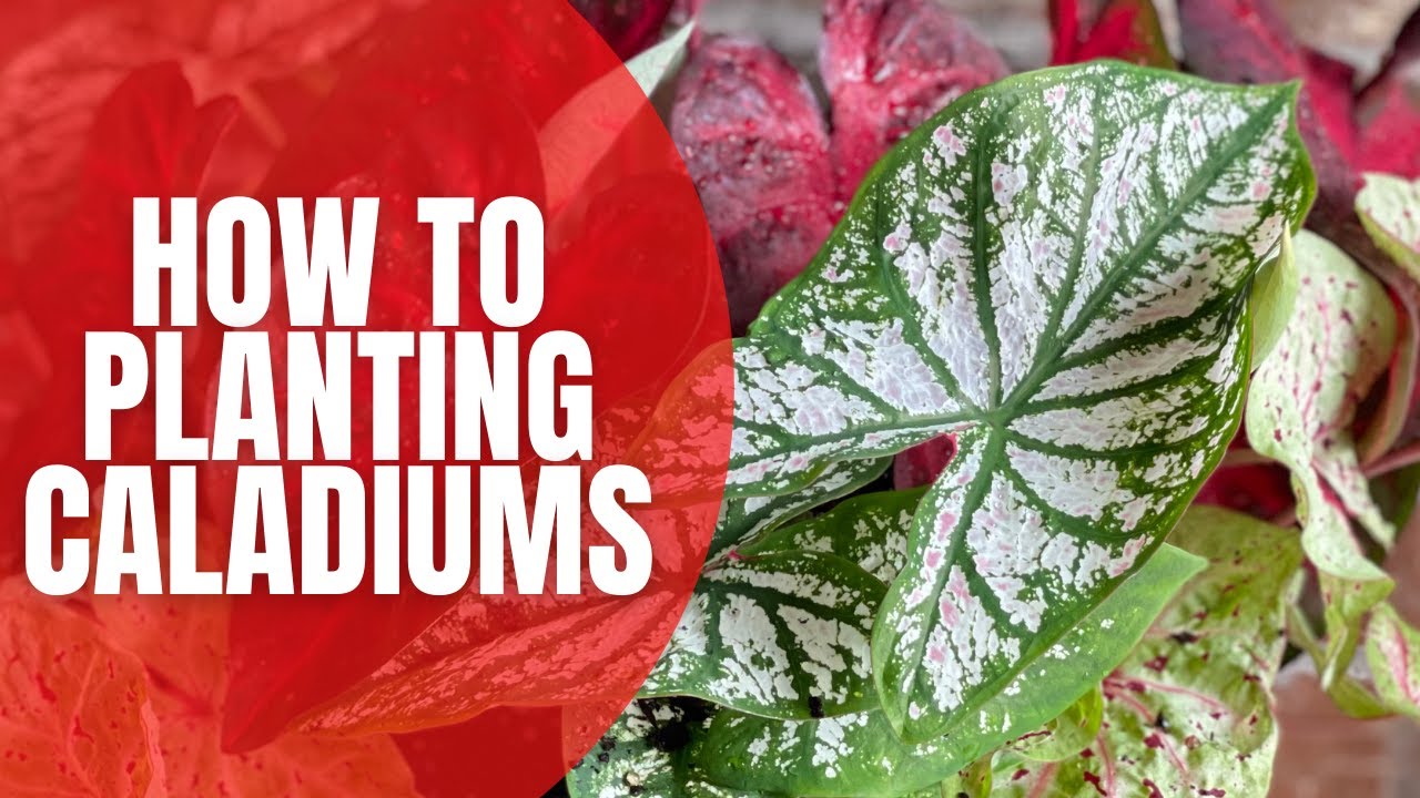 How To Plant Caladiums 🌿 || Planting Caladiums || Plants For The Shade || Shade Plants
