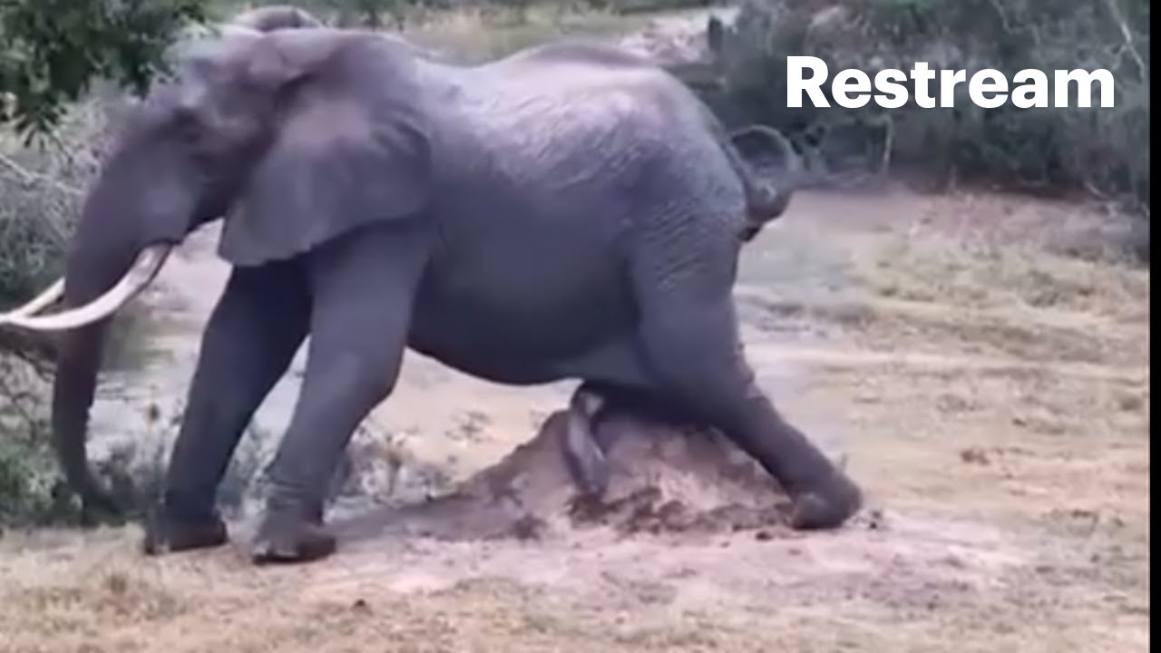 See how elephant scratch it’s private part