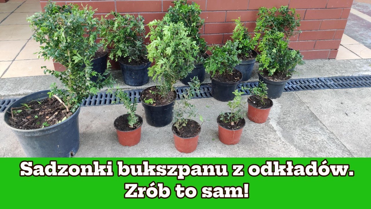 Sadzonki bukszpanu z odkład&oacute;w. Zr&oacute;b to sam!