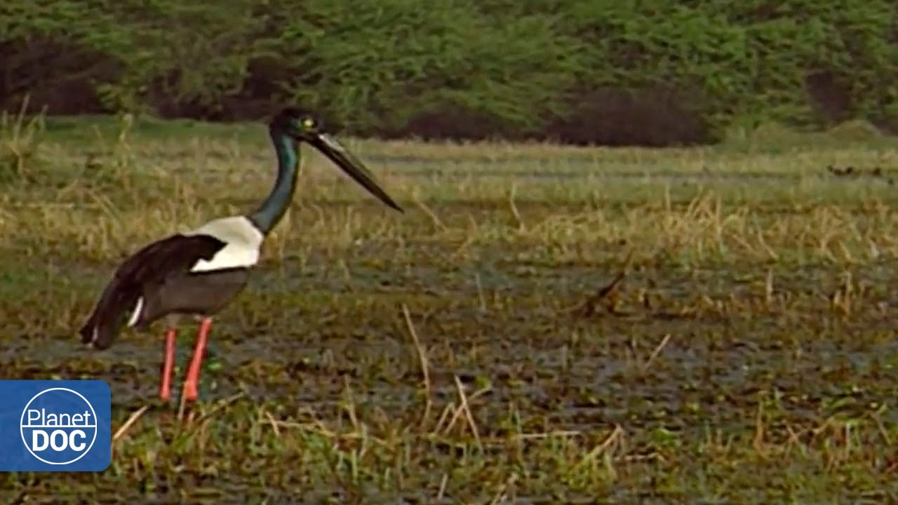 An oasis for many species threatened with extinction; this is the Keoladeo National Park of Ghana