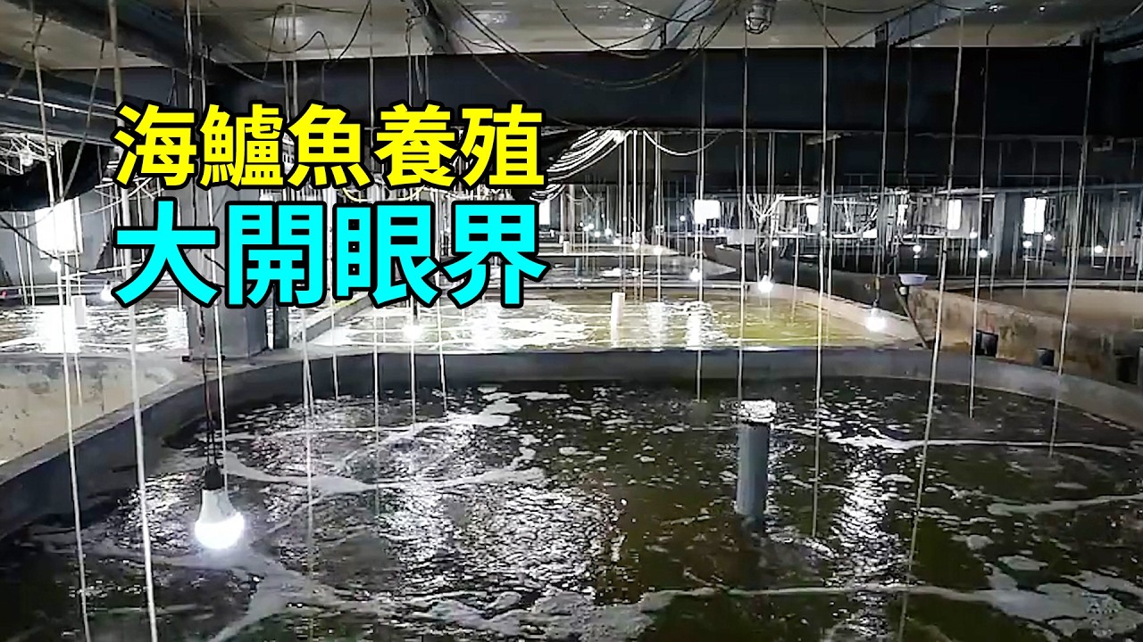 海鱸魚的秘密，養殖過程大開眼界