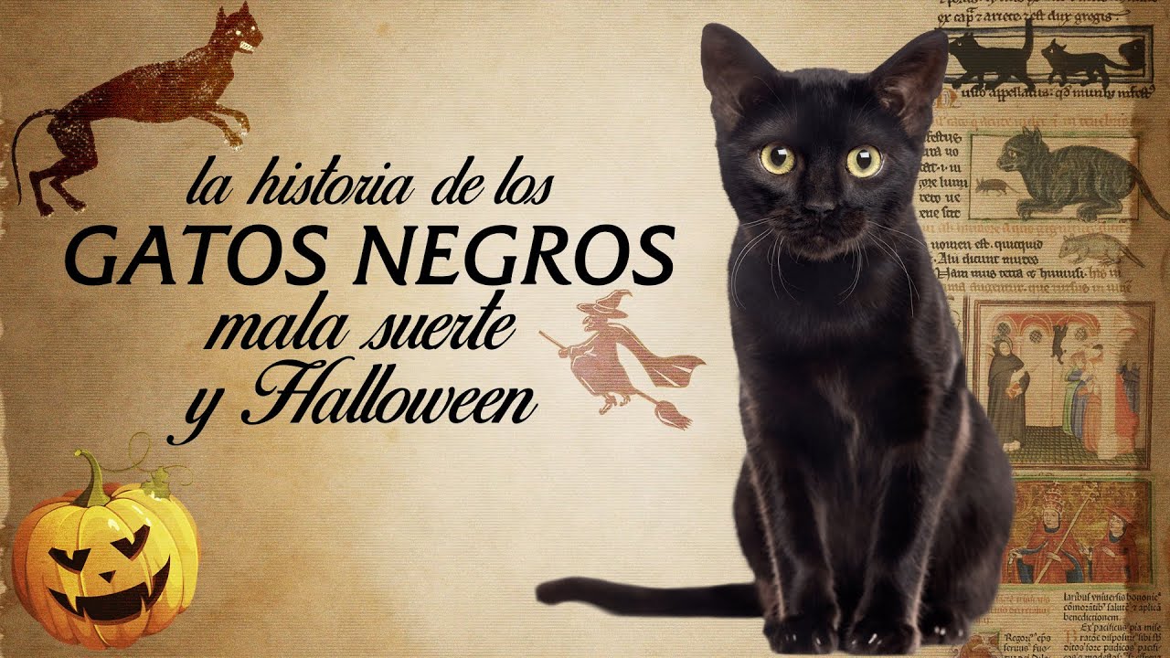 La leyenda de los GATOS NEGROS 🖤🧙‍♀️🎃¿Por qué se dice que dan MALA SUERTE y se vinculan a HALLOWEEN?