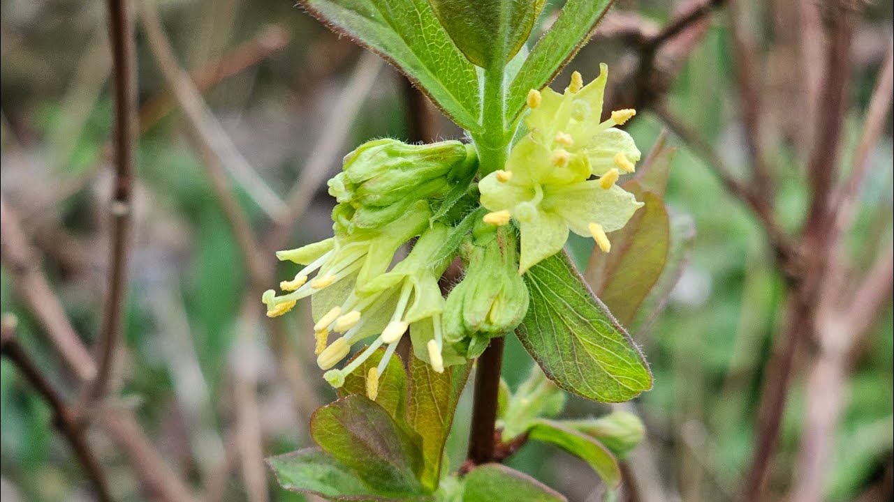 МЕДОВЫЕ ЯГОДЫ