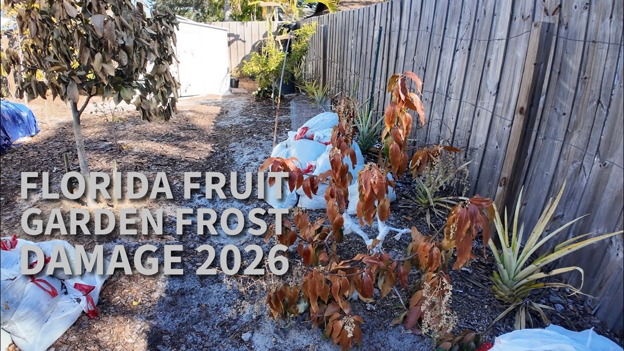 Florida Zone 10a Fruit Forest 2026 frost damage