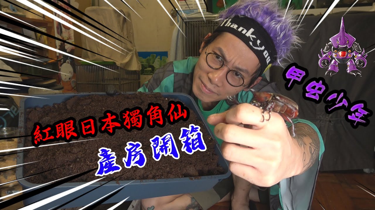 【甲虫少年】{ 嘉士伯重返虫界?!日本紅眼獨角仙產房開箱! } #甲虫少年 #teensbeetle #カブトムシ #クワガタ #兜蟲 #鍬形蟲 #beetles
