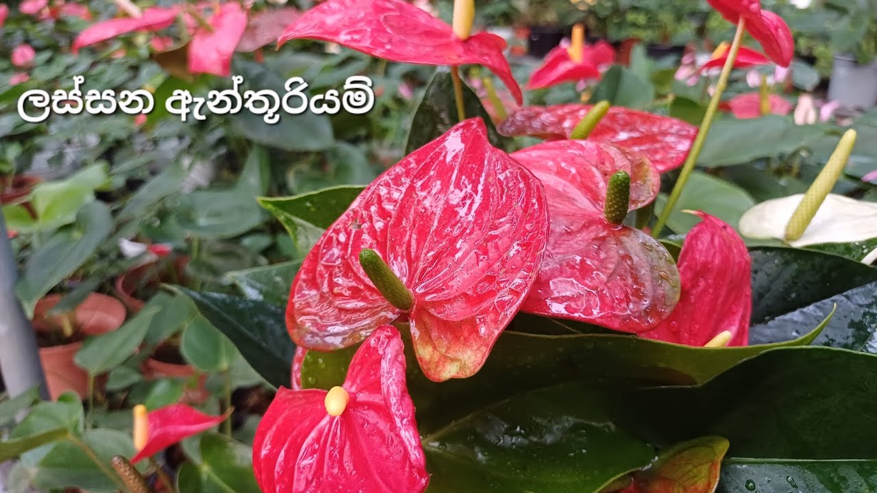වටින මල් මිටියක් 🥰2026/02/24🥰0706132904🥰#anthurium #floweringplants#gardening # 