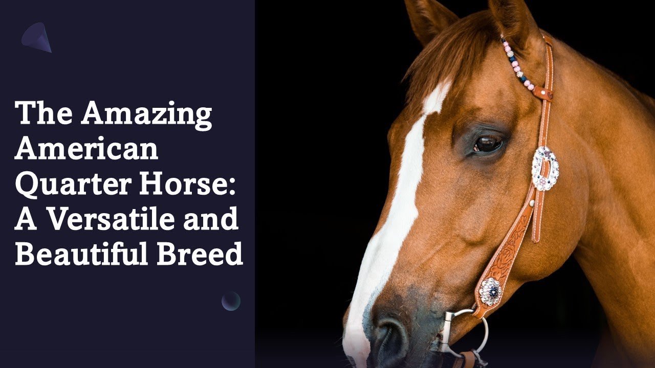 The Amazing American Quarter Horse A Versatile and Beautiful Breed