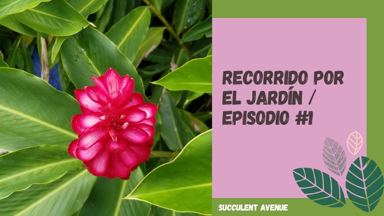 Tour por el jard&iacute;n en verano / plantas tropicales