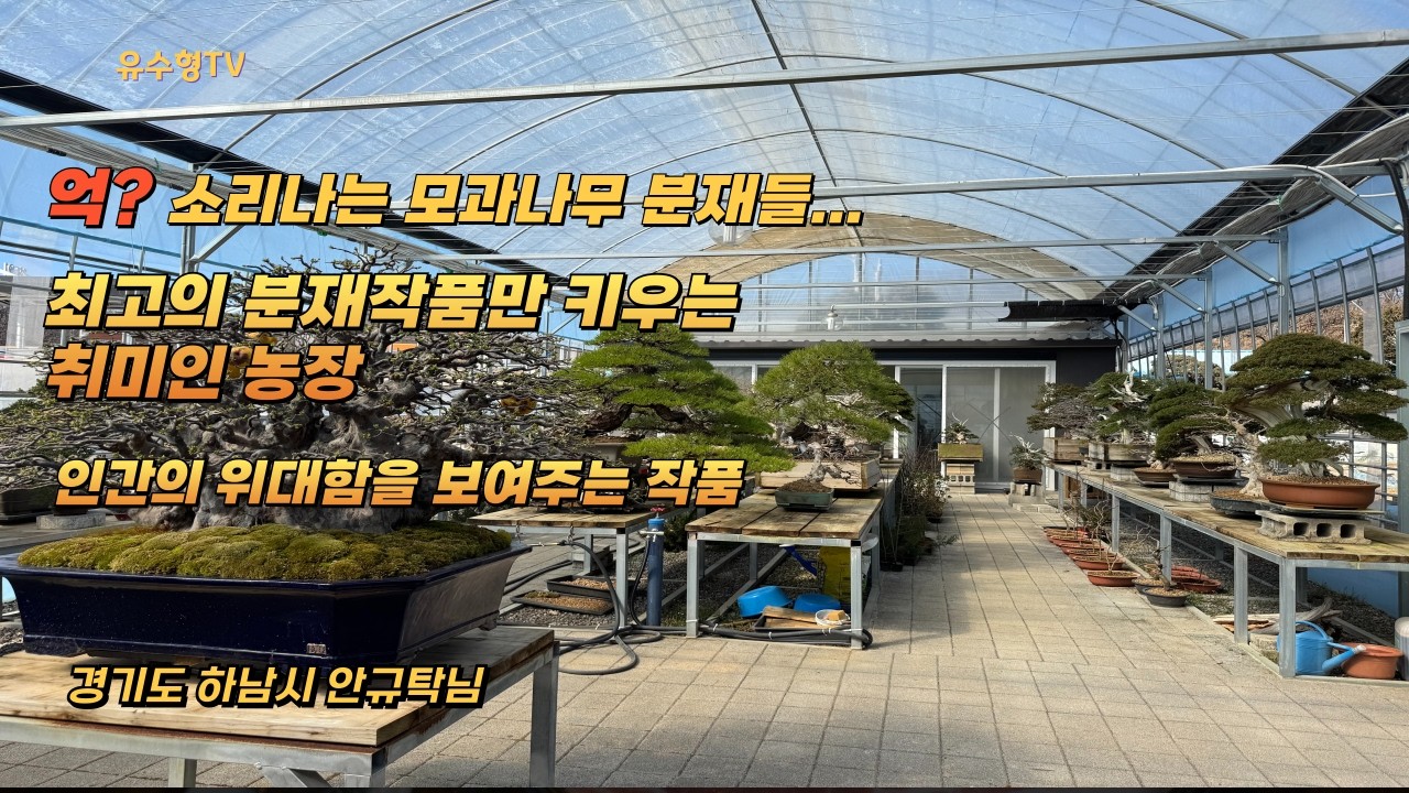 세계 최고의 모과나무 분재 감상기...분재 해설과 함께 안규탁회장 농장 2번째 이야기를 시작합니다. #모과나무 #모과나무분재 #분재취미인 #bonsai #유수형분재학교