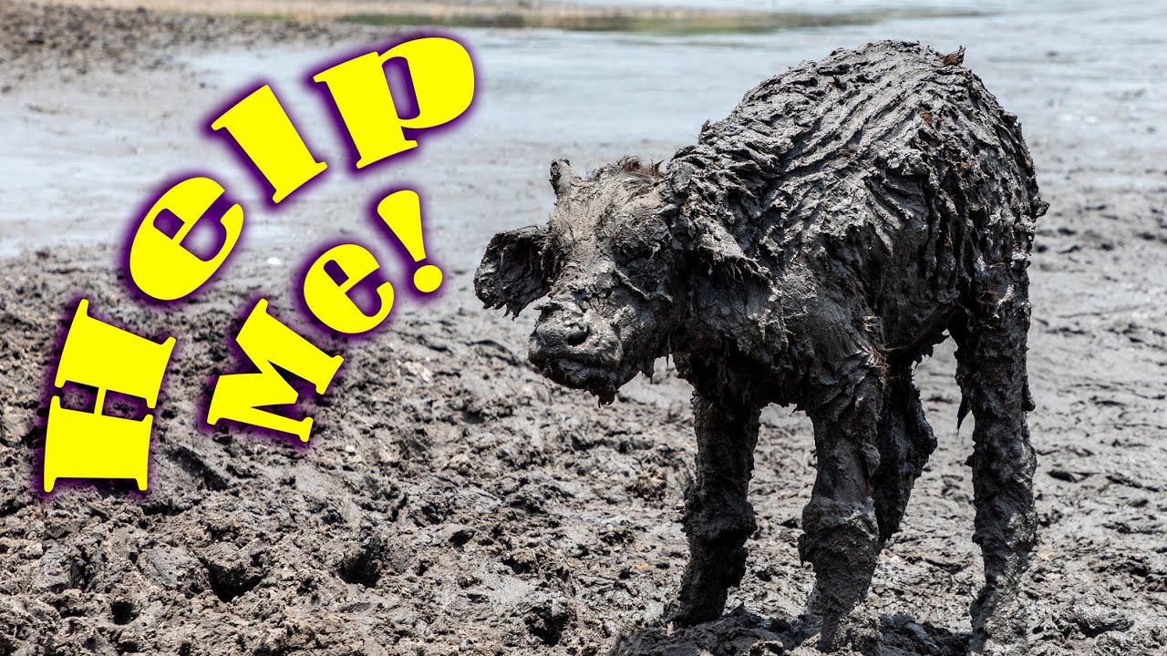 Guide rescues baby buffalo in Tarangire National Park. Tanzania, Africa