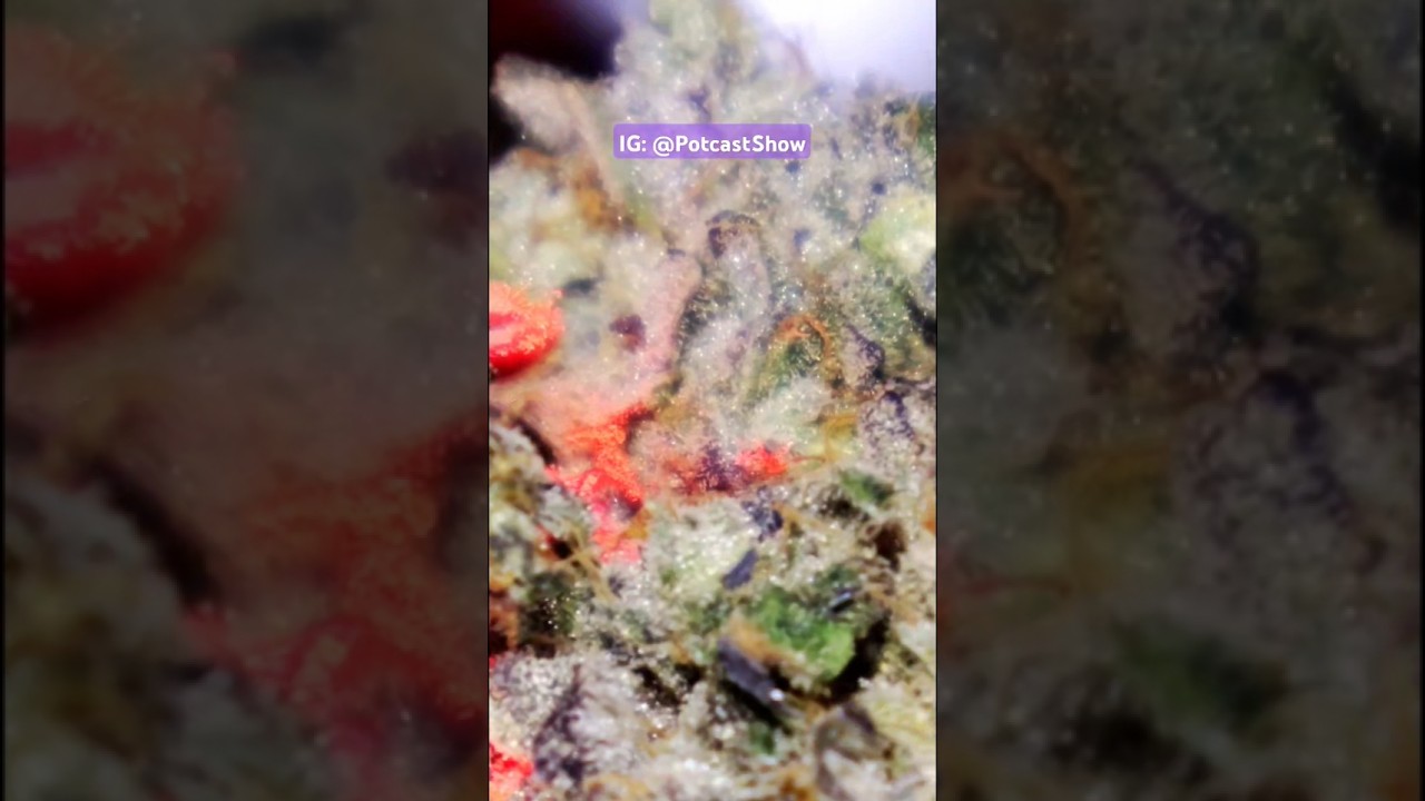 Vice City (H) by Gabriel acquired at Budeez! #Hybrid #WA #Kitsap #Cannabis #CannabisCommunity