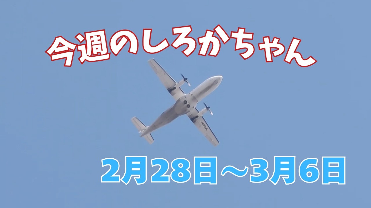 今週のしろかちゃん【2026/2/28-3/6】