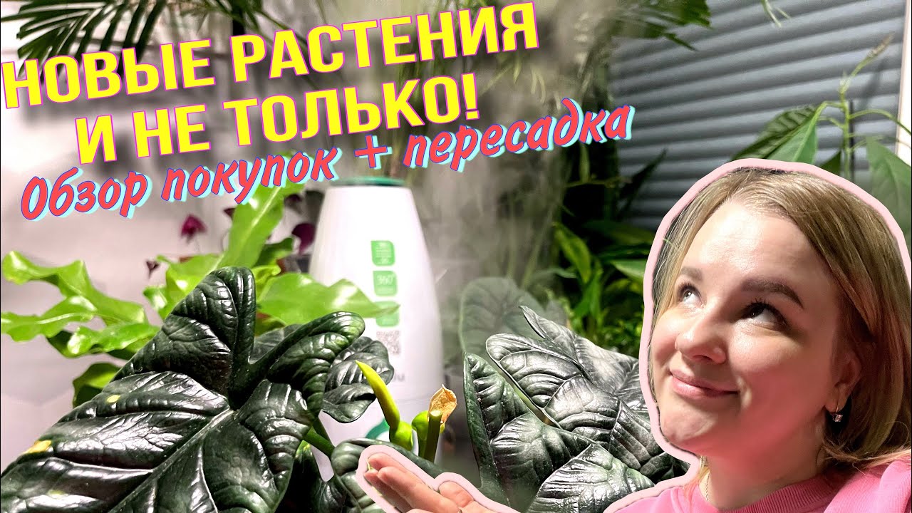 NEW‼️ У меня пополнение🙃🪴Алоказия мело и синуата, антуриум кларинервиум и папоротник асплениум🌿🌿
