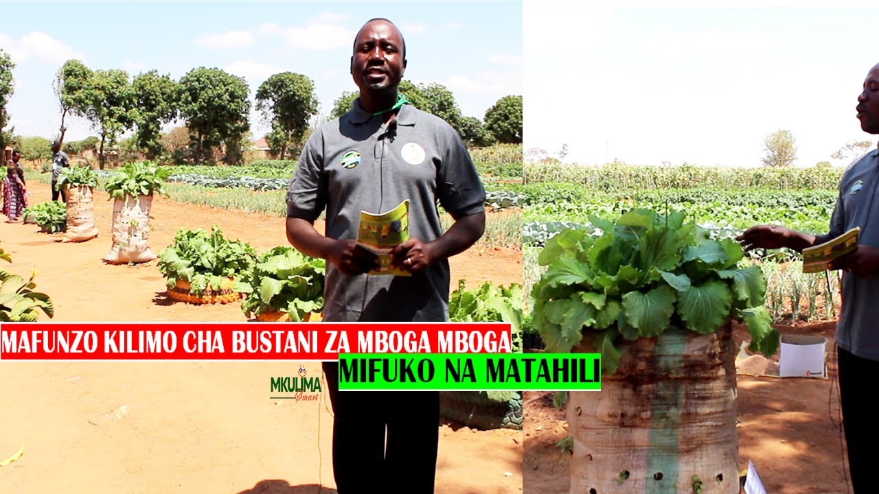 KILIMO CHA BUSTANI YA MBOGA MBOGA NYUMBANI KWA KUTUMIA MAKOPO,MAGUNIA,MATAHILI NA VIROBA