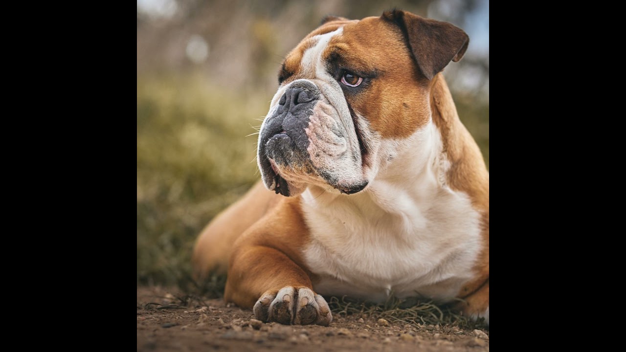 Non-intentional Head Tremors in Dogs
