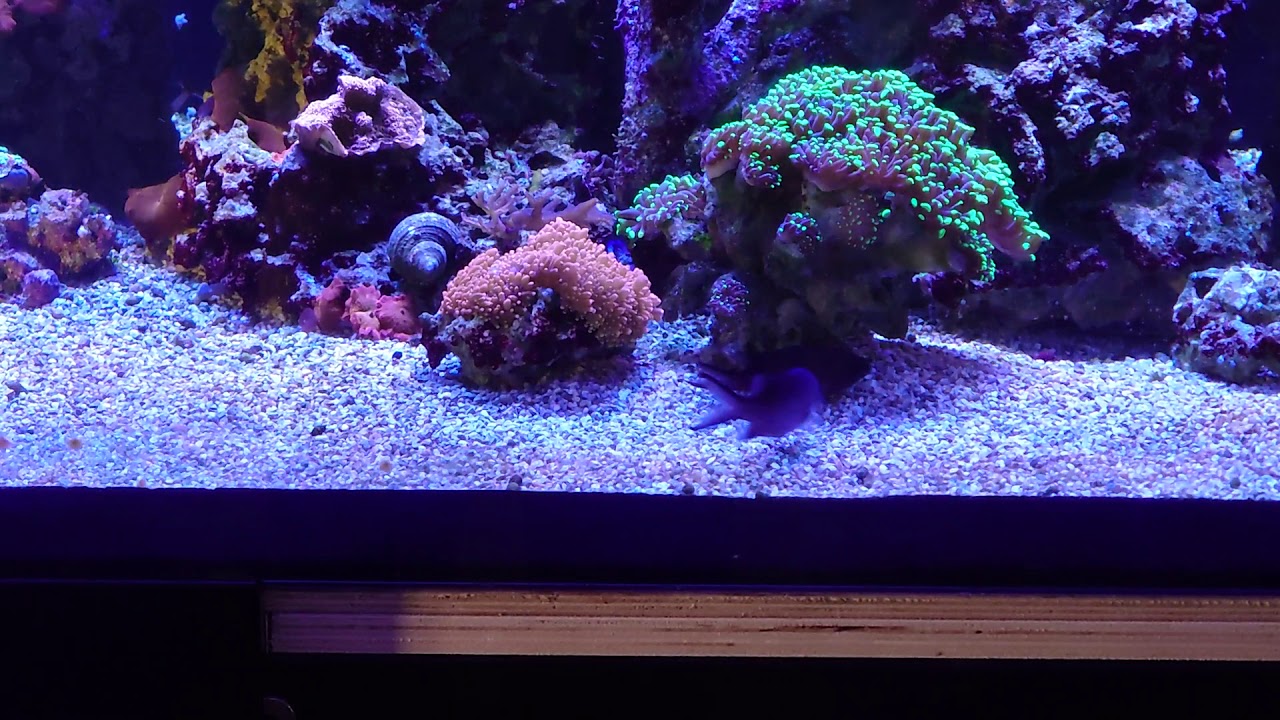 Blue reef chromis breeding