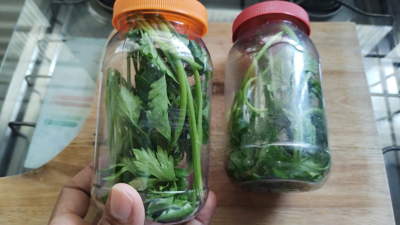 COMO CONSERVAR CHEIRO VERDE NA GELADEIRA 🌿 SEM CONGELAR 🌿DURA MUITO TEMPO 🌿 NÃO ESTRAGA 🌿 NÃO MURCHA