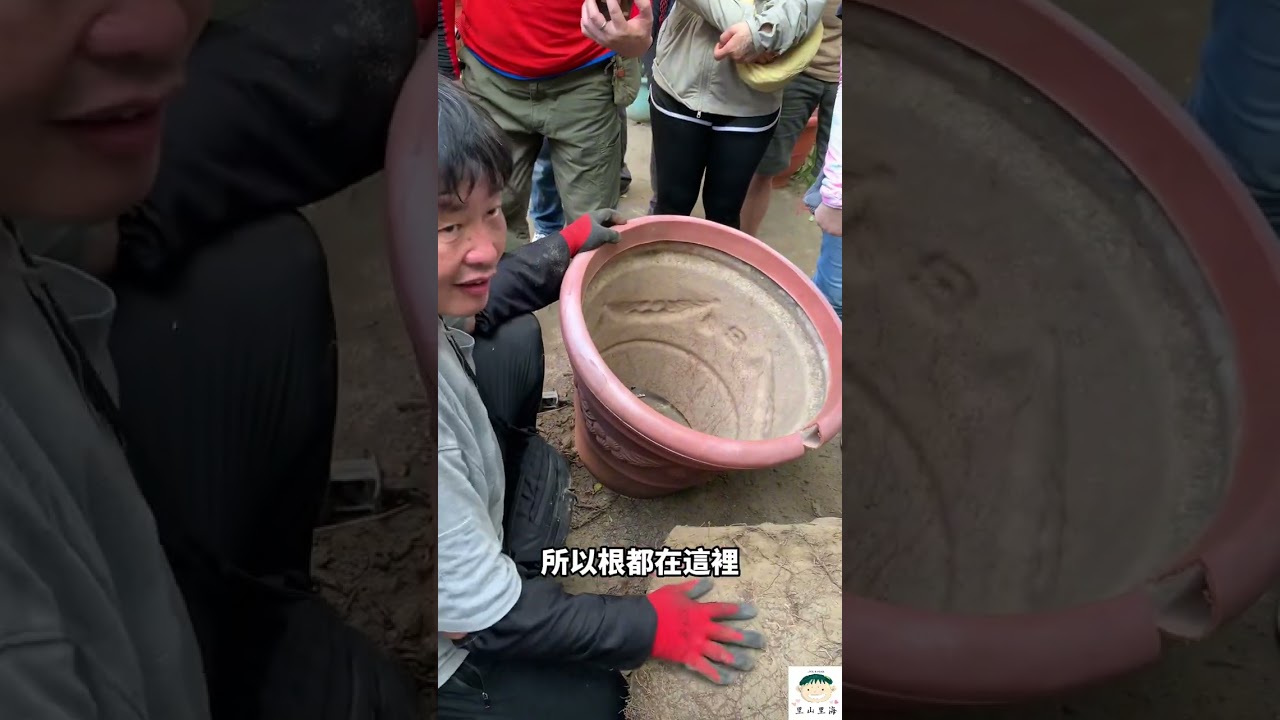 延續上一支影片，當一棵樹死亡後，如何種它的接班樹？