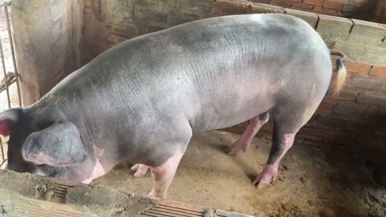Wow big pig