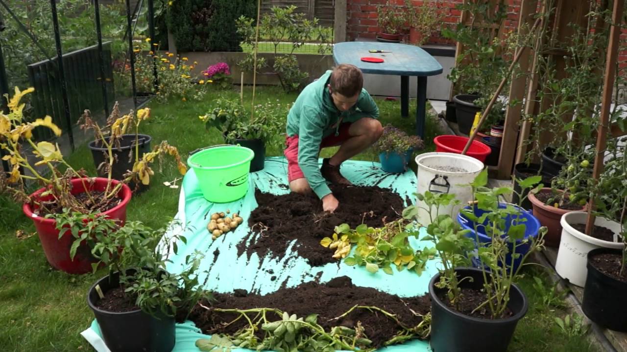 TM 2016#42 : Oogst aardappelen in potten