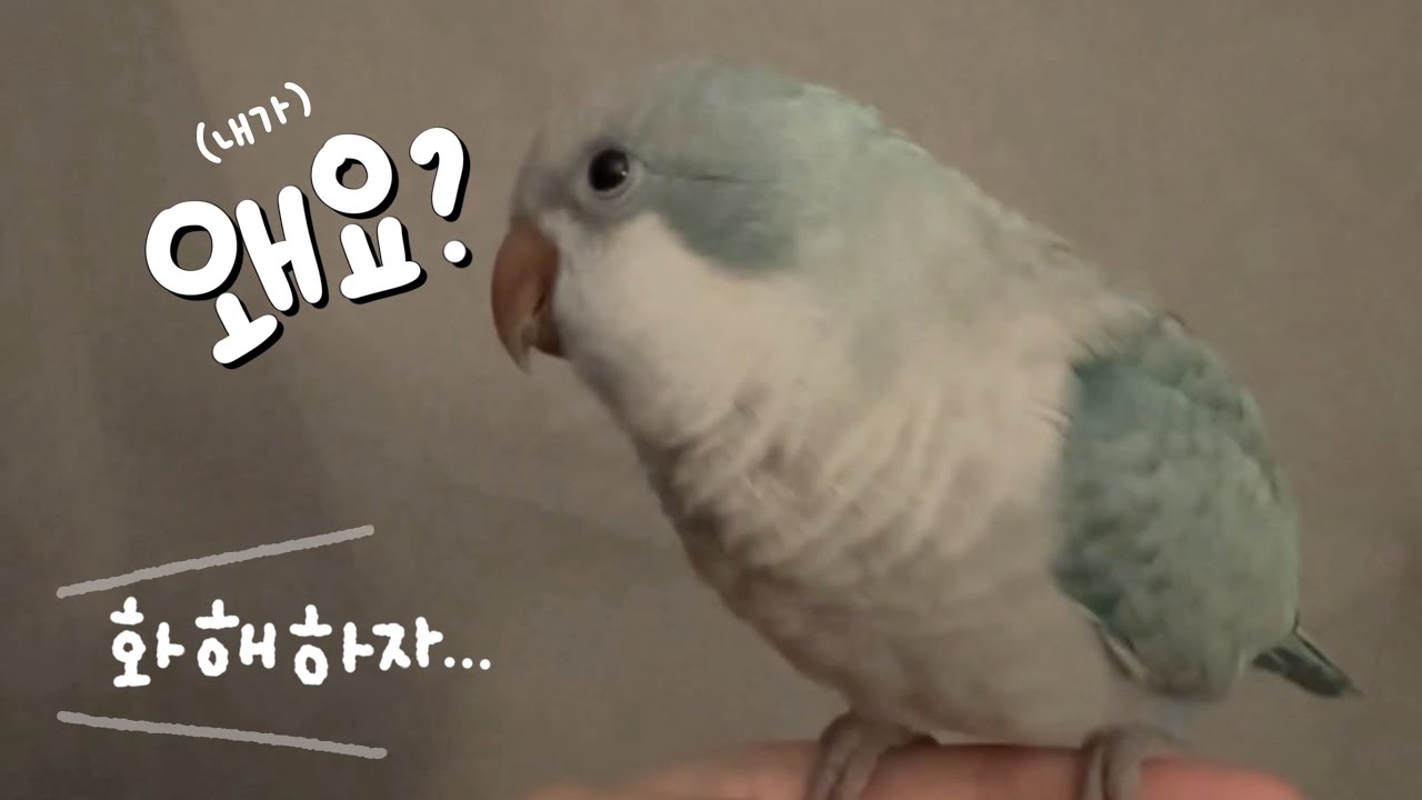 🐦꾸꾸잡! 2탄 | 잡기 놀이지만 진짜 잡으면 안 되는 이유...