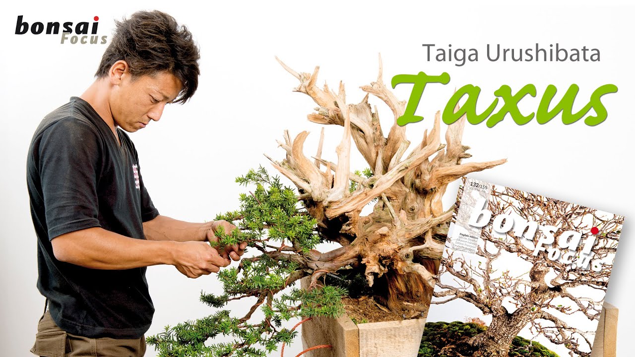Taiga's deadwood