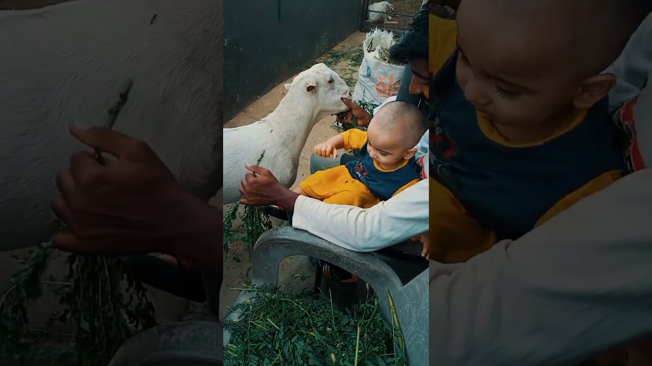 #4January2025#anaya #trump #baby #cutebaby#shortvideo