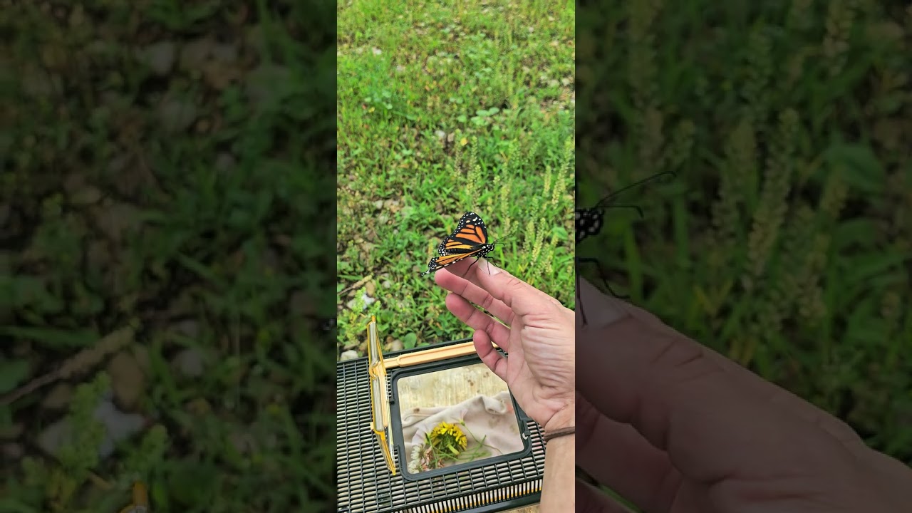 Attempt to release Monarch butterfly