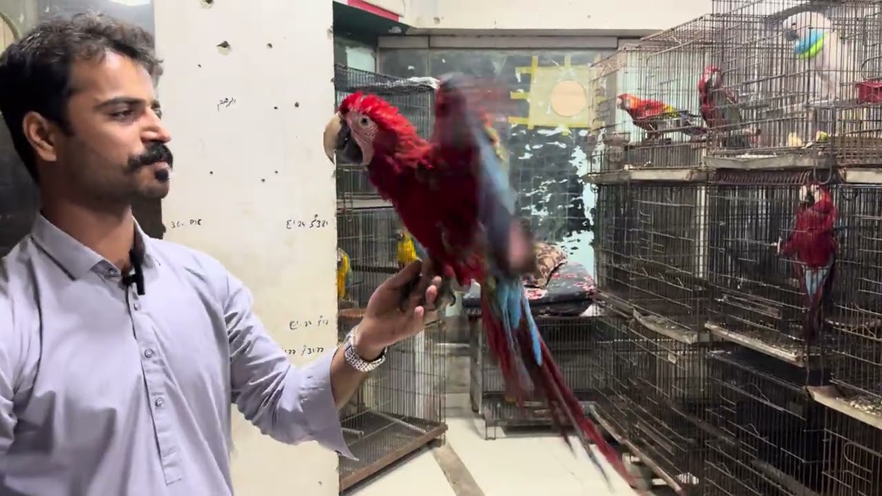 Asalam u alaikum Azam khan birds center Sadar Karachi Contact.. 03042718390All kinds of birds 