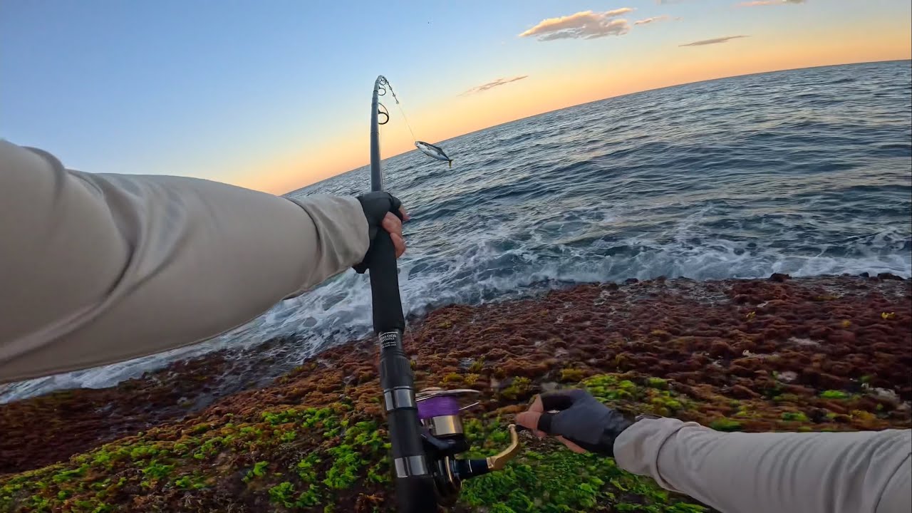 Summer Afternoon Feeding Frenzy on Topwater | Shore Casting | Rock Fishing NSW, Australia
