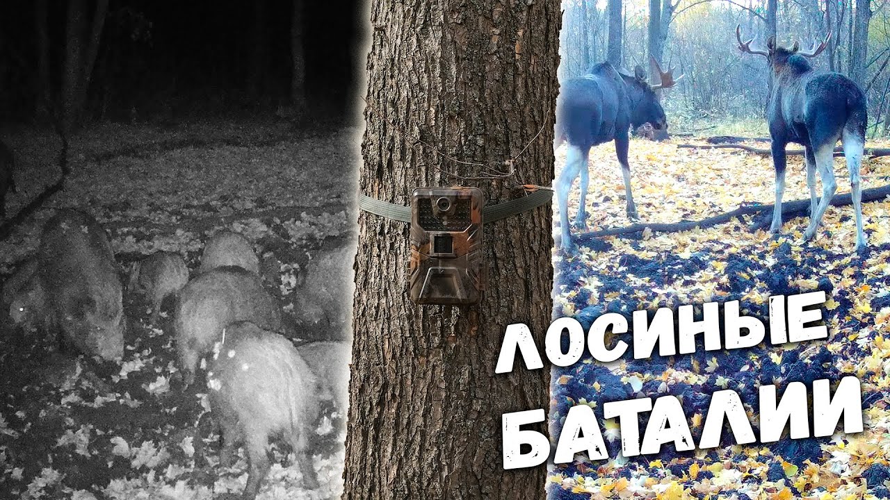 Последние кадры на ФОТОЛОВУШКУ | ДРАКА ЛОСЕЙ | В ДИКИЙ ЛЕС с ПОХОДНЫМ ОПТИМИСТОМ