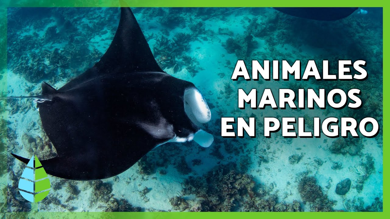 10 ANIMALES MARINOS en PELIGRO de EXTINCI&Oacute;N 🐋⚠️