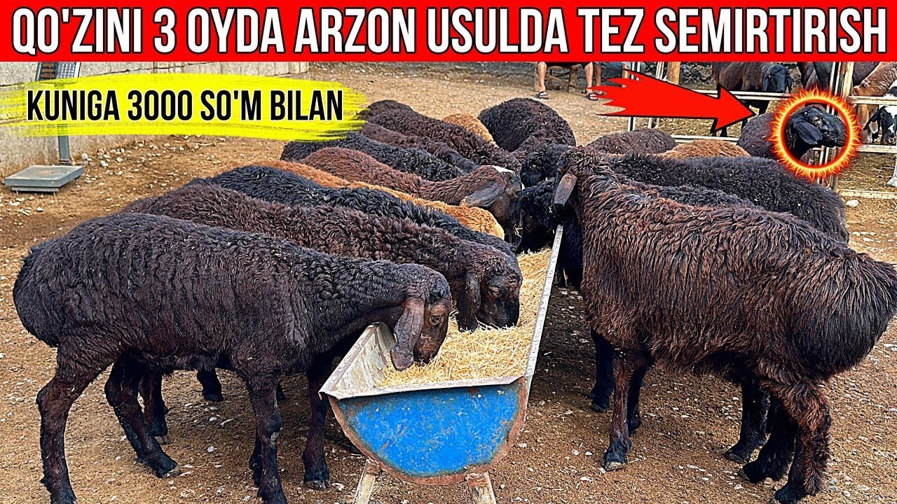 3000 SO'M BILAN QO'ZINI 3 OYDA TAYORLASH SIRI OCHILDI