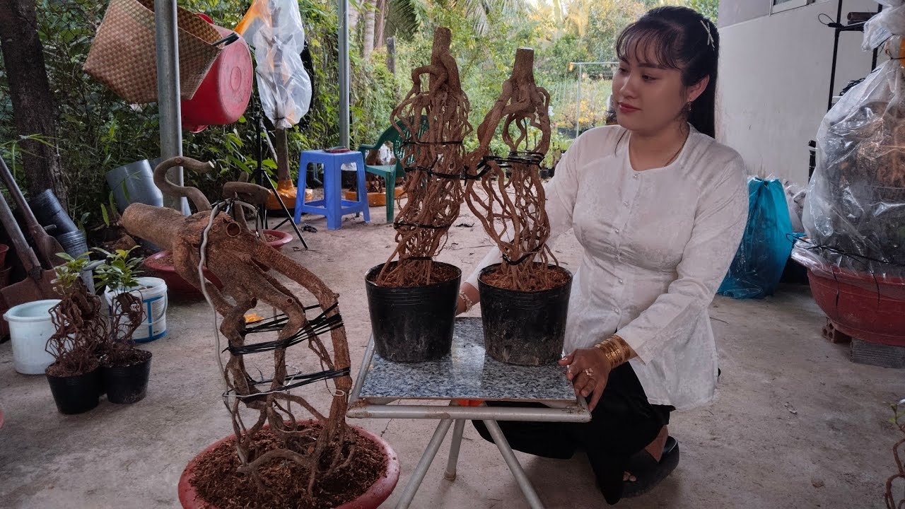 Phôi mai vàng, phôi tứ quý, tứ quý ghép bình lợi clip ngày 19/2☎️ Zalo 0368230127 gặp Thảo.