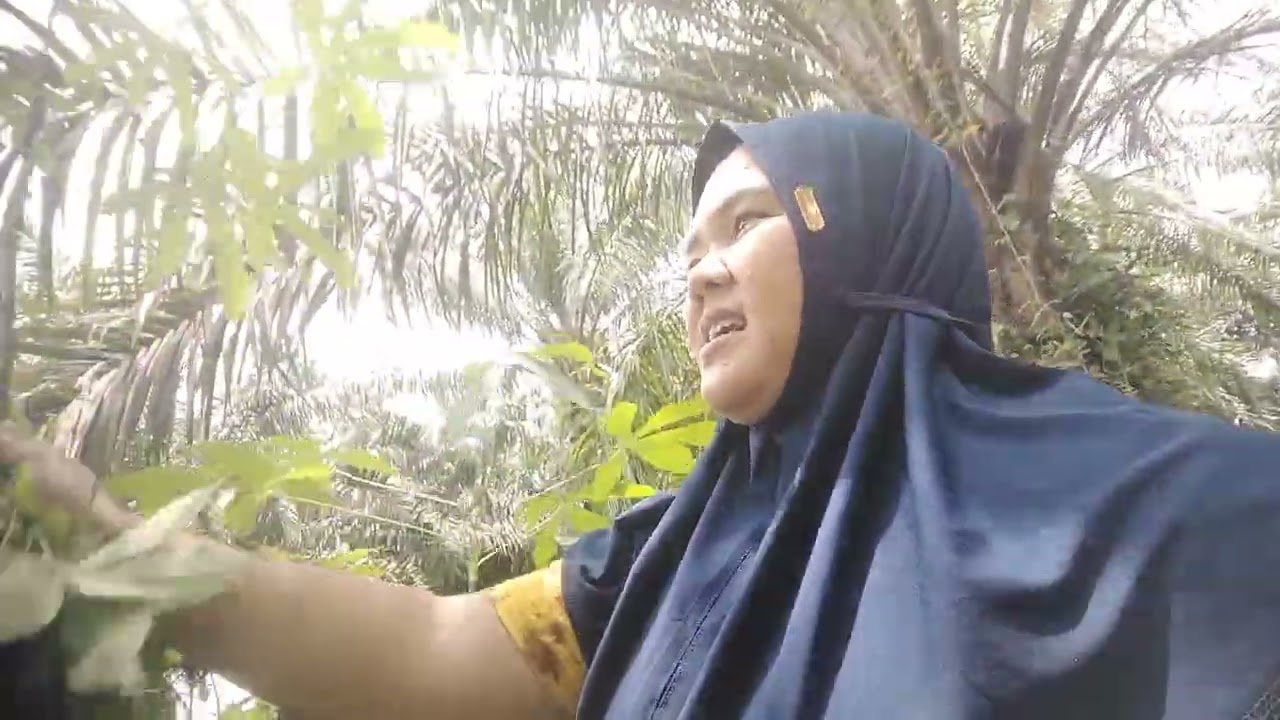 Terus biring bagi taullcepat cepat bagi tau ini lembu siapa