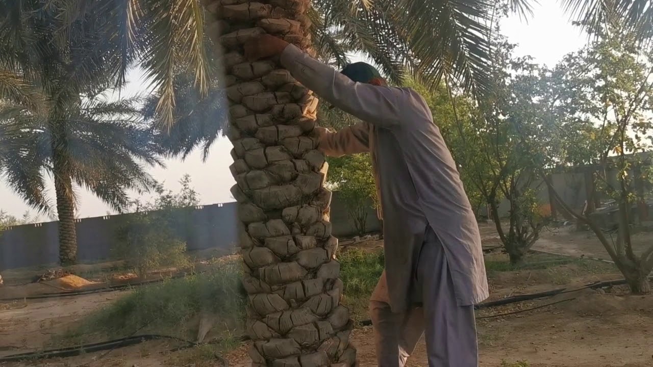 15تحدير عذوق النخل البكاير