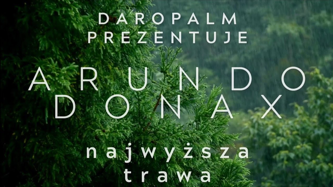 @arundo donax