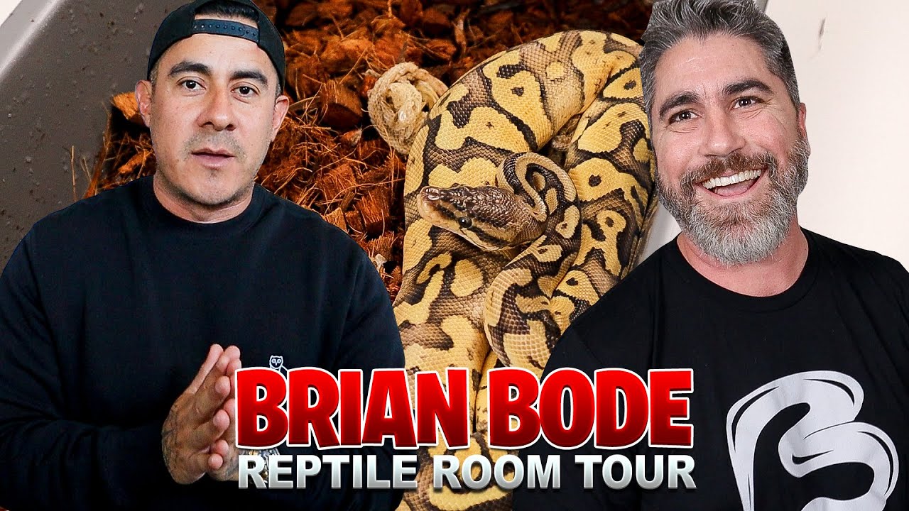 You Have To See This Reptile Collection! Insane Reptile Room Tour!