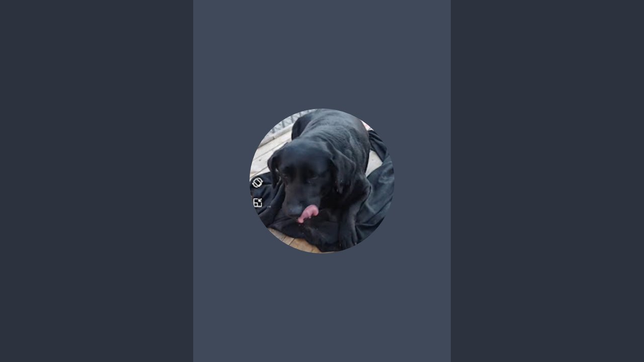 hayal🐾🩷 kanalı canlı yayında muhteşem bir videolu ARESE halı serdik AMA ÖYLE BİR STRESLİ Kİ 😔🙉🙊