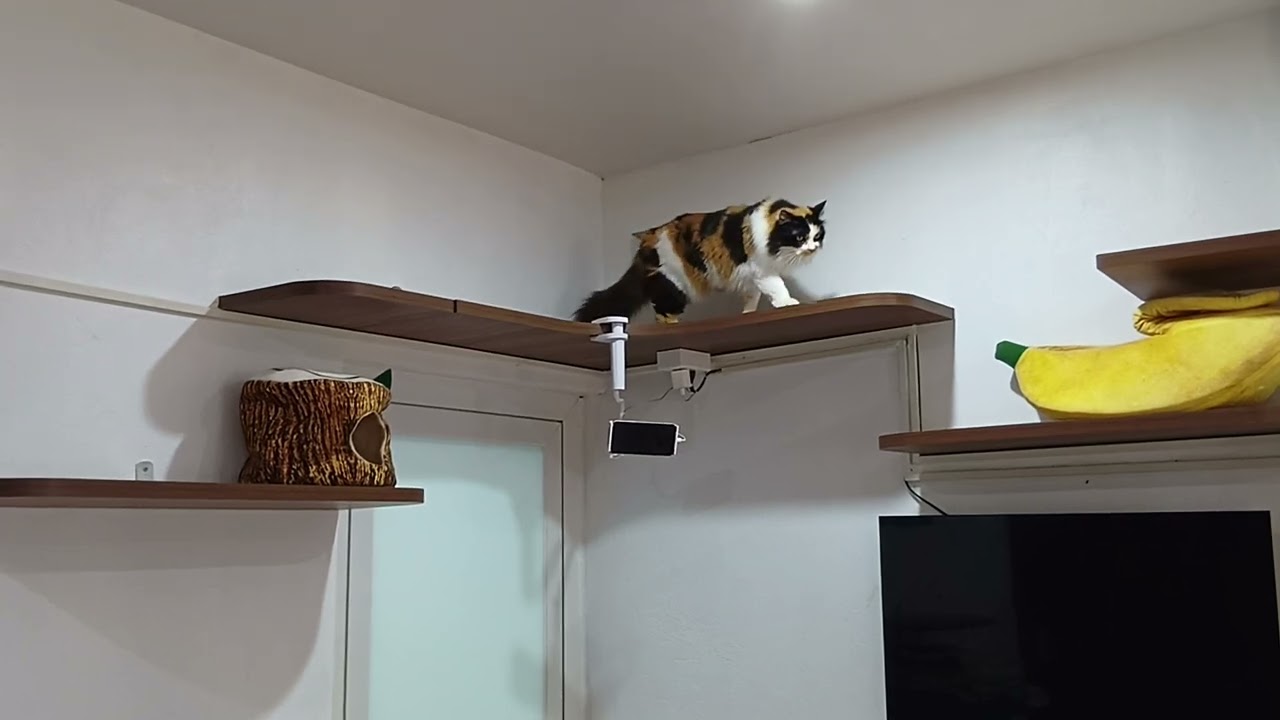 There's just a cat　　#cat #cats #cute 