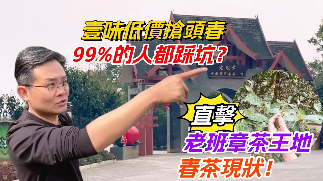 壹味低價搶頭春，99%的人都踩坑？直擊老班章茶王地春茶現狀！购茶请加微信/赖line：HDLG001#普洱茶#古树茶#老班章#古树茶#茶#茶叶#茶葉#古樹茶 #普洱茶wechat #tea