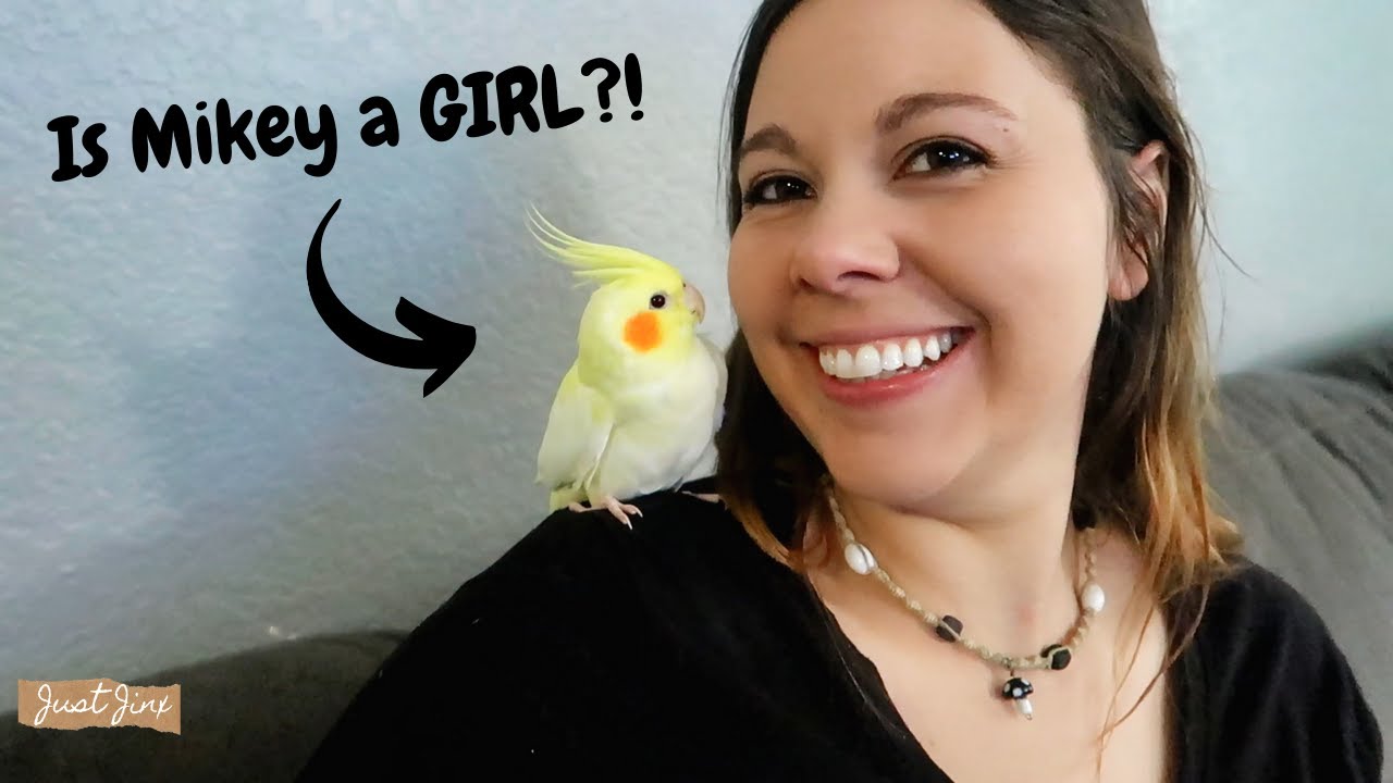 Cockatiel Gender Reveal