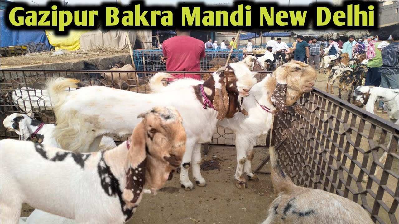 शनिवार बाज़ार !! Gazipur Bakra Mandi New Delhi Live update with price 4 May 2024